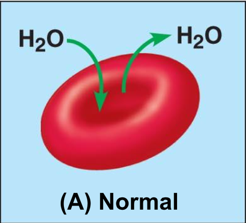 <p>A solution in which the concentration of solutes is essentially equal to that of the cell which resides in the solution</p>