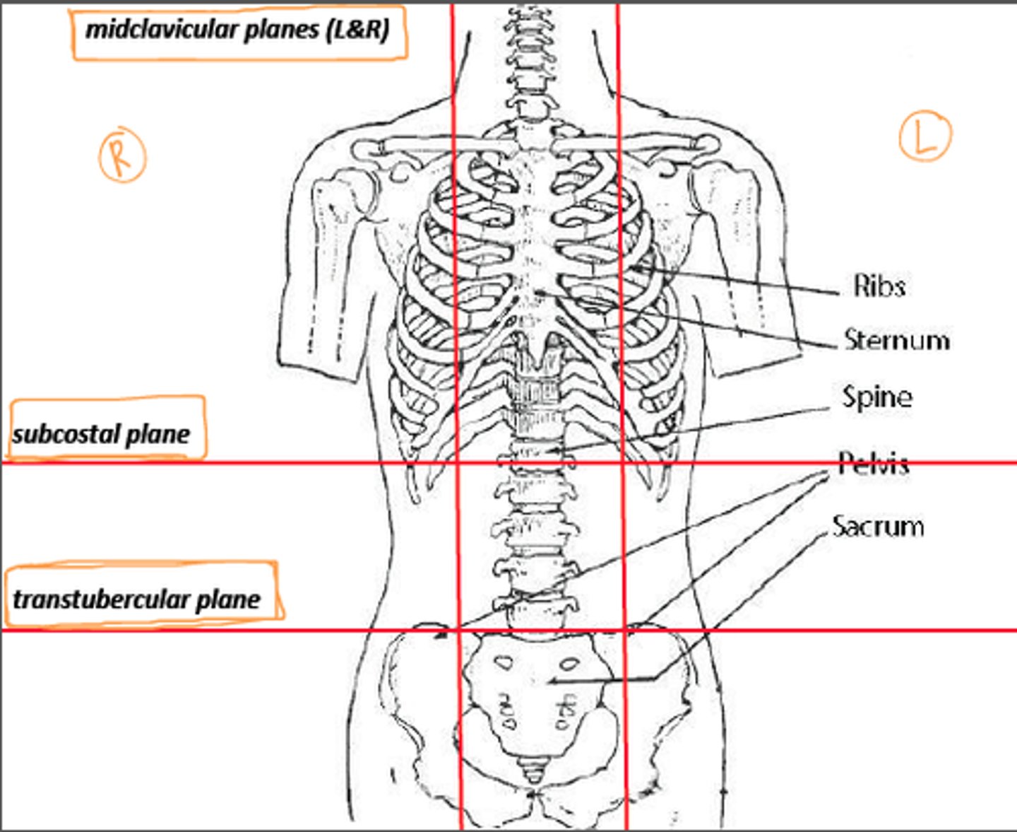 <p>the inferior horizontal line that passes from left to right between the tubercles (anterior superior spines) of the pelvis- two points of bone located about where the front pockets open on most pants</p>