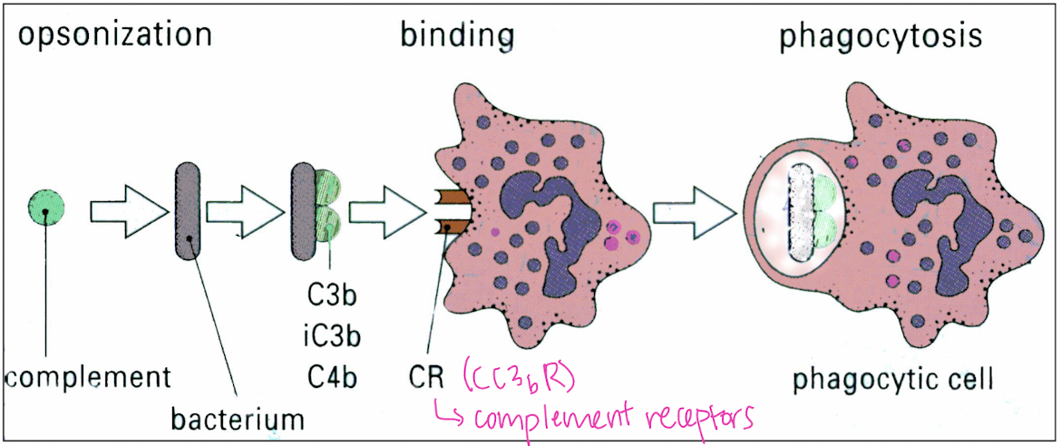 <p>biological tagging of a bacterium/pathogen by a complement for phagocytosis</p>