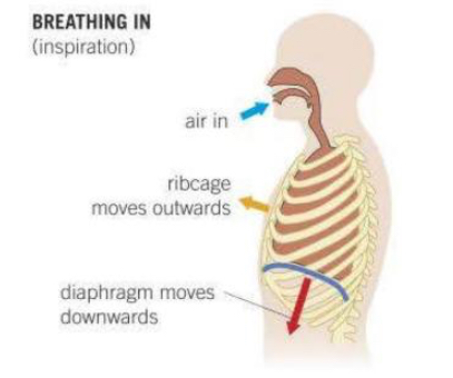 <ul><li><p>Diaphragm contracts and flattens.</p></li><li><p>External intercostal muscles contract, internal relax.</p></li><li><p>Rib cage moves up and out.</p></li><li><p>Volume of thorax increases → pressure in the lungs decreases → atmospheric pressure is now greater than pulmonary pressure, and so air is forced into the lungs.</p></li></ul><p></p>