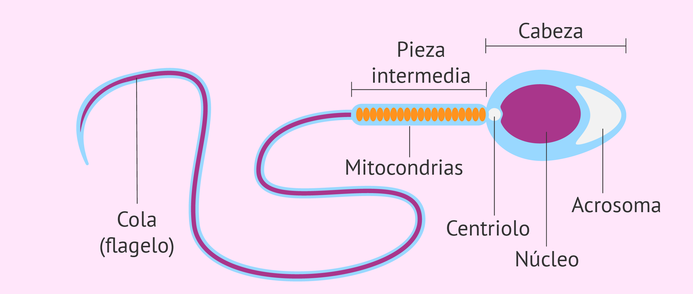 <p>Los <mark data-color="purple" style="background-color: purple; color: inherit">espermatozoides </mark>son <strong>pequeños </strong>y son <strong>muchos</strong>, por lo que hay <u>mayor probabilidad de llegar al óvulo</u> y tienen mayor movimiento al ser pequeños.</p><ul><li><p><mark data-color="purple" style="background-color: purple; color: inherit">Acrosomas</mark>: Vacuola con <strong>enzimas ácidas</strong> que <u>destruyen la membrana del óvulo</u> (corona radiata + zona pelúcida).</p></li><li><p><mark data-color="purple" style="background-color: purple; color: inherit">Núcleo</mark>: <strong>Haploide</strong> (n)</p></li><li><p><mark data-color="purple" style="background-color: purple; color: inherit">Centriolo</mark>: Utilizado en la <strong>división celular</strong>. Une la <strong>cabeza con la cola.</strong> Luego tiene un papel importante en la <strong>formación del citoesqueleto del feto</strong>.</p></li><li><p><mark data-color="purple" style="background-color: purple; color: inherit">Zona intermedia</mark>: Contiene <strong>muchas mitocondrias</strong> que permite que haya <u>energía </u>para el movimiento.</p></li><li><p><mark data-color="purple" style="background-color: purple; color: inherit">Flagelo</mark>: Le otorga <strong>movimiento exterior</strong> a la célula</p></li></ul><p></p>