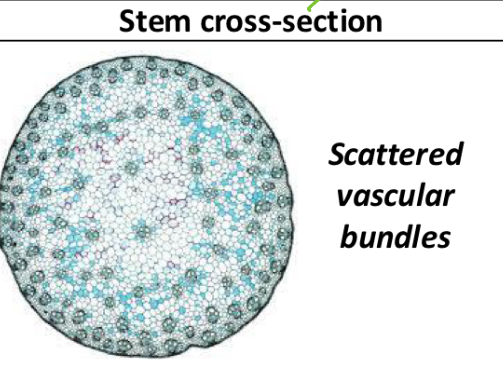 <p>identify this as mono or dictot</p>