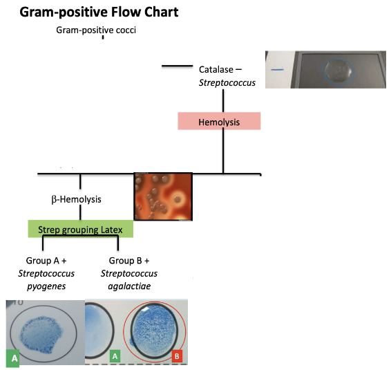 <ul><li><p>Causes sepsis </p></li><li><p>Gram-Positive cocci </p></li></ul><p></p>