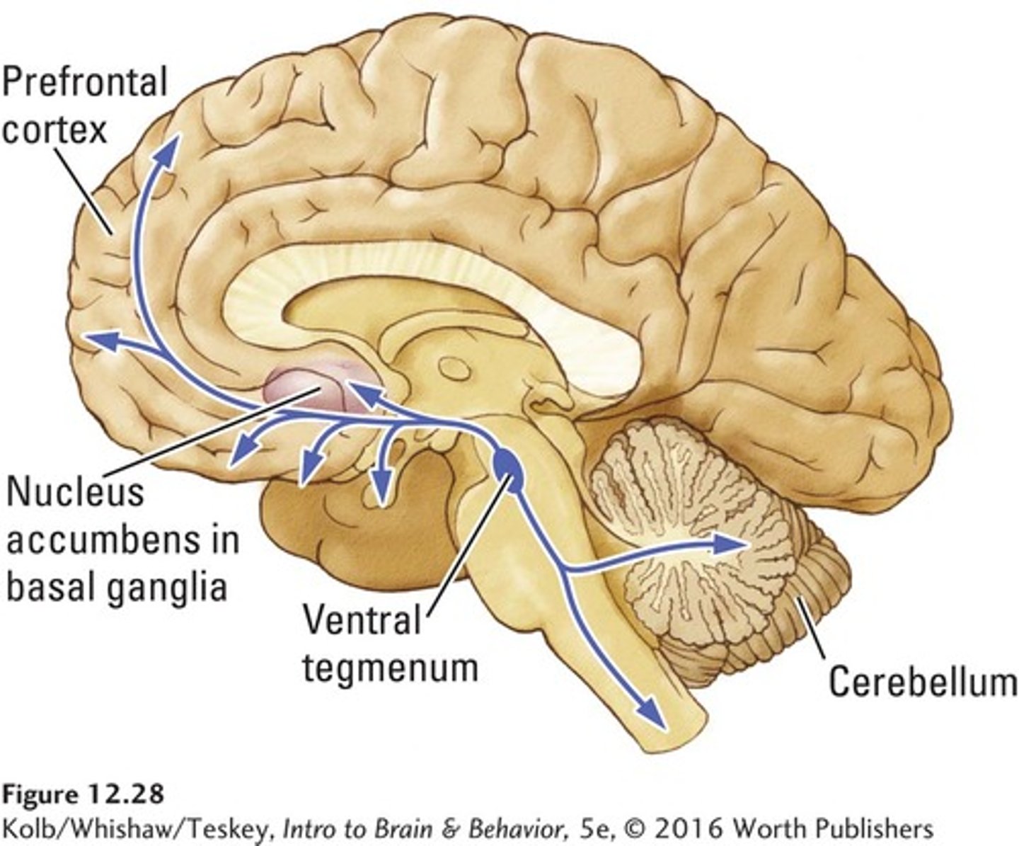 <p>Integrates emotional and motivational input into action</p><p>(-receives input from amygdala, frontal cortex, and hippocampus)</p>