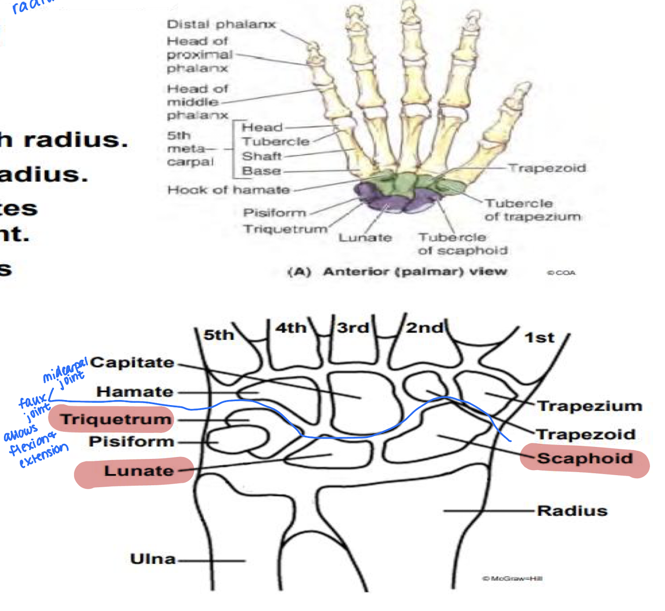 <p>All 3 bones allow for abduction of the wrist</p>