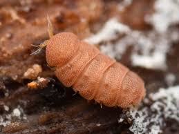 <p>-paurapods (sister to Diplopoda)</p><p>-995 spp.</p><p>-<1.5 mm</p><p>-most have no heart or tracheal system </p><p>-scavengers, biramous antennae, mandibles &amp; 1 pair of maxillae </p><p>-9-11 pairs of legs on double segments </p><p>-spermatophores </p><p>-hatchlings have 3 pairs of legs adding legs with each molt </p>