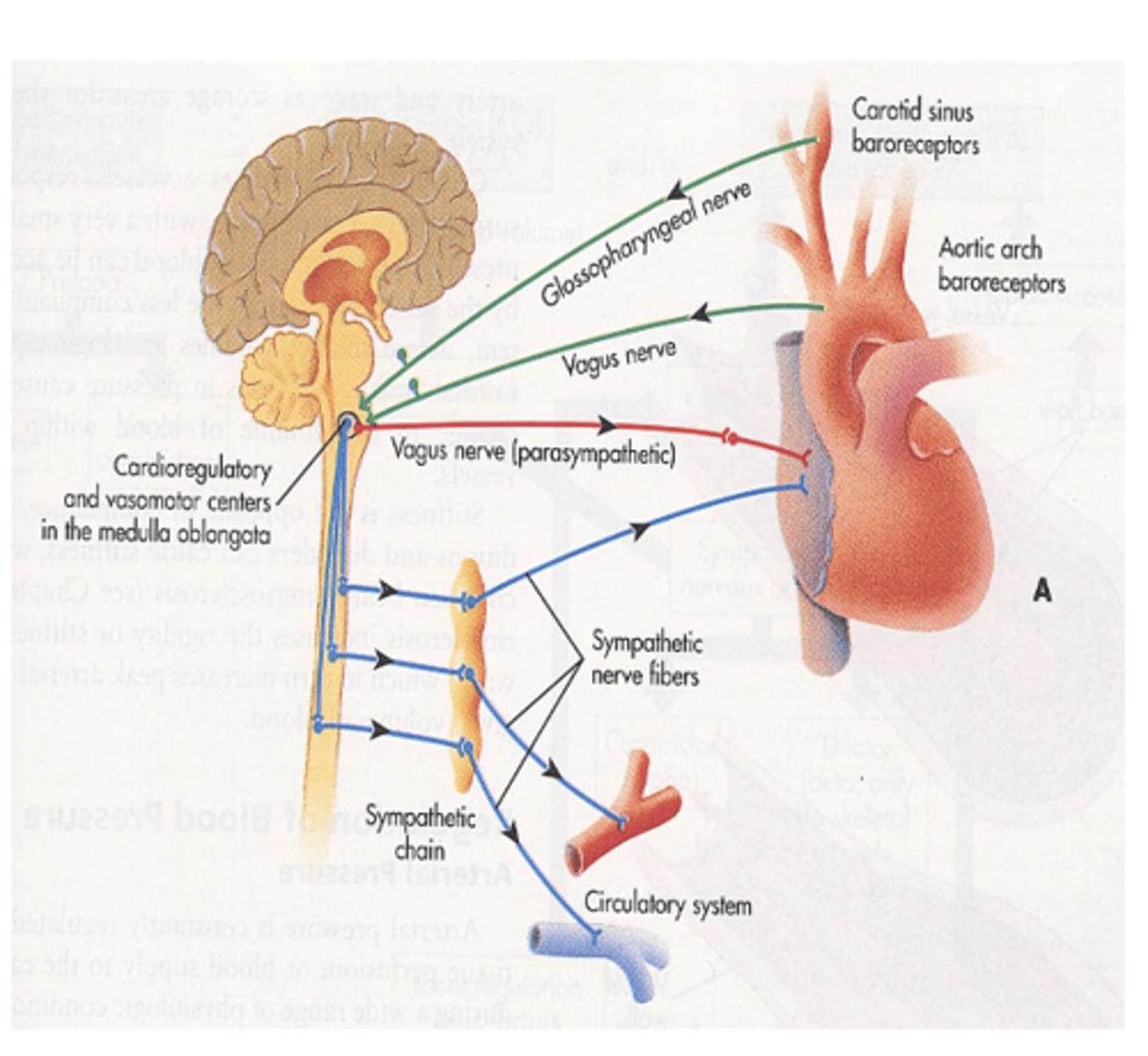 <p>where is the Aortic sinus located and what is it innervated by? </p>