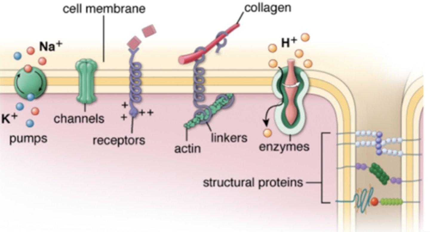 <p>- Involved in cell-cell and cell-matrix attachment</p><p>- Serve as scaffolds for cytoskeleton</p>