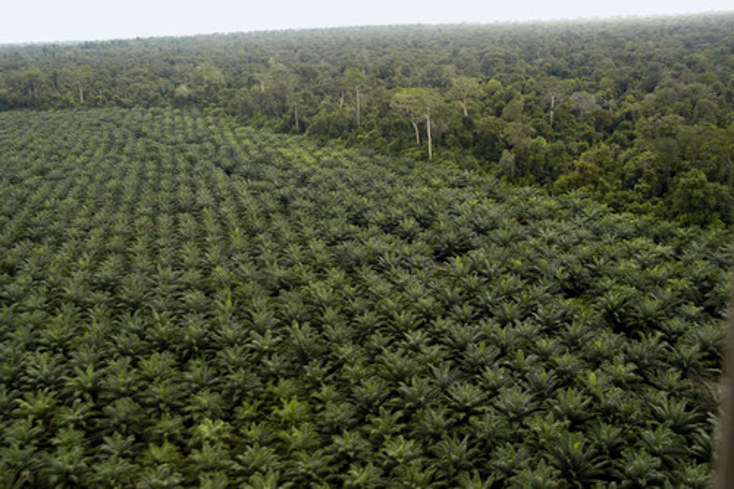 <p>A West African tropical product often used for lubrication of machinery and soap.</p>