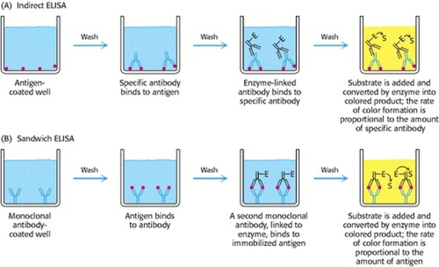 <p>1) Indirect Elisa - have ANTIGEN coated to wall of test tube. Antibody 1 binds to anitgen. Antibody 2 with enzyme binds to anitbody 1. Substrate is added that makes enzyme change color. Measures antibody concentration.</p><p>2) Sandwich ELISA - have ANTIBODY coated to wall of test tube. Antigen binds to antibody. Antibody 2 with enzyme binds to anitgen bound to antibody. Substrate is added that makes enzyme change color. Measures antigen concentration.</p>