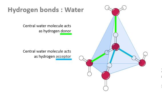 <p>4</p><p>2 as donors</p><p>2 as acceptors</p>