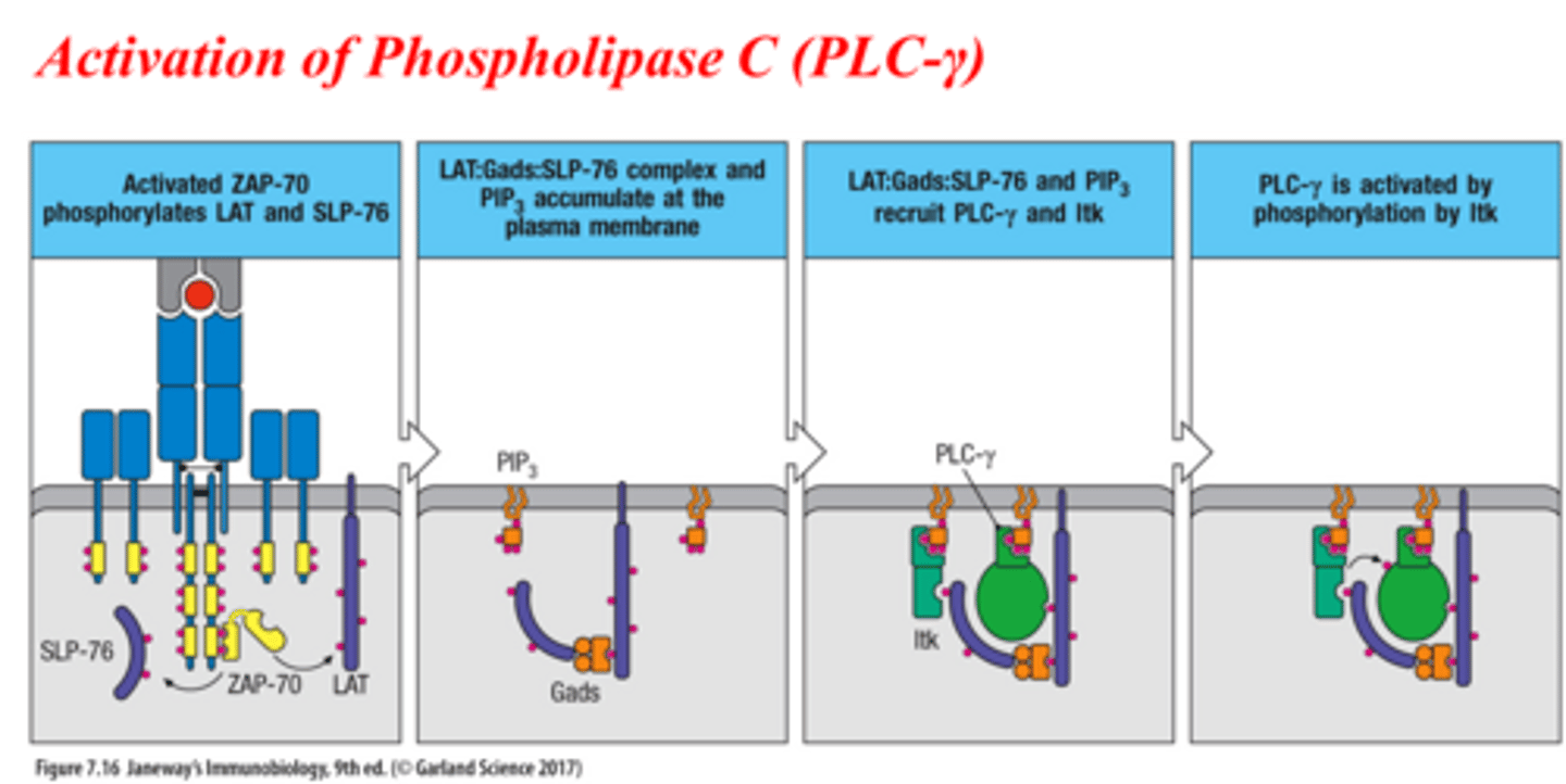 <p>1. Activated ZAP-70 phosphorylates LAT and SLP-76</p><p>2. LAT:Gads:SLP-76 complex and PIP3 accumulate at the plasma membrane</p><p>3. LAT:Gads:SLP-76 and PIP3 recruit PLC-γ and Itk</p><p>4. PLC-γ is activated by phophorylation by Itk</p>