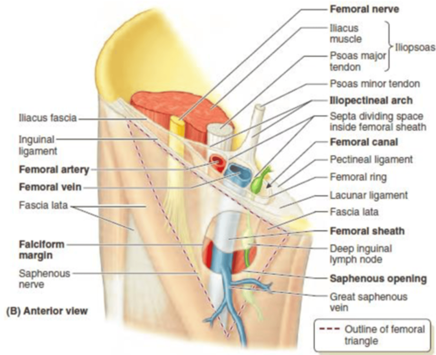 <p>contains the femoral and deep femoral nerve</p><p>borders: iliopsoas laterally and pectineus medially</p>