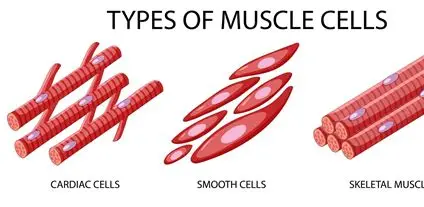 <p>muscle tissue cells</p>
