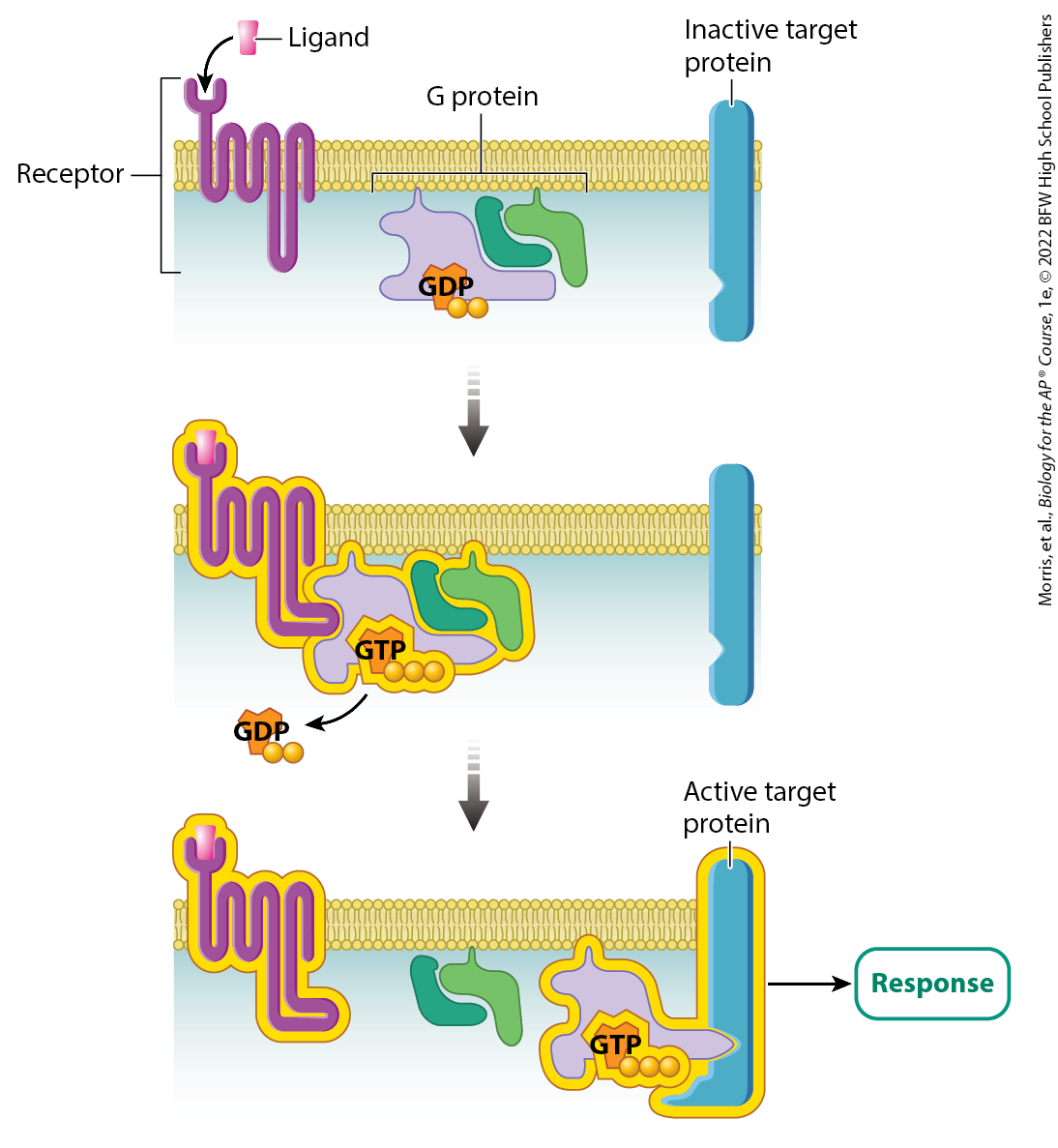 <p>when a signal binds to the extracellular part of the receptor protein (top), the G protein binds to the signal–receptor complex inside the cell (middle). As a result of binding to the complex, the G protein’s GDP is exchanged for GTP. The G protein then binds to and activates a target protein (bottom). The active target protein produces intracellular events, leading to a cellular response.</p>
