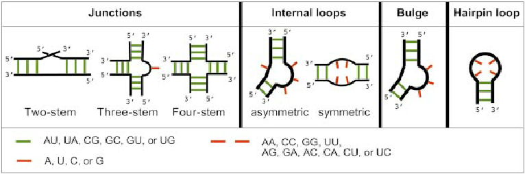 <p><strong>Stems, loops, bulges, and junctions</strong> formed by intra-strand base pairing.</p><p></p>