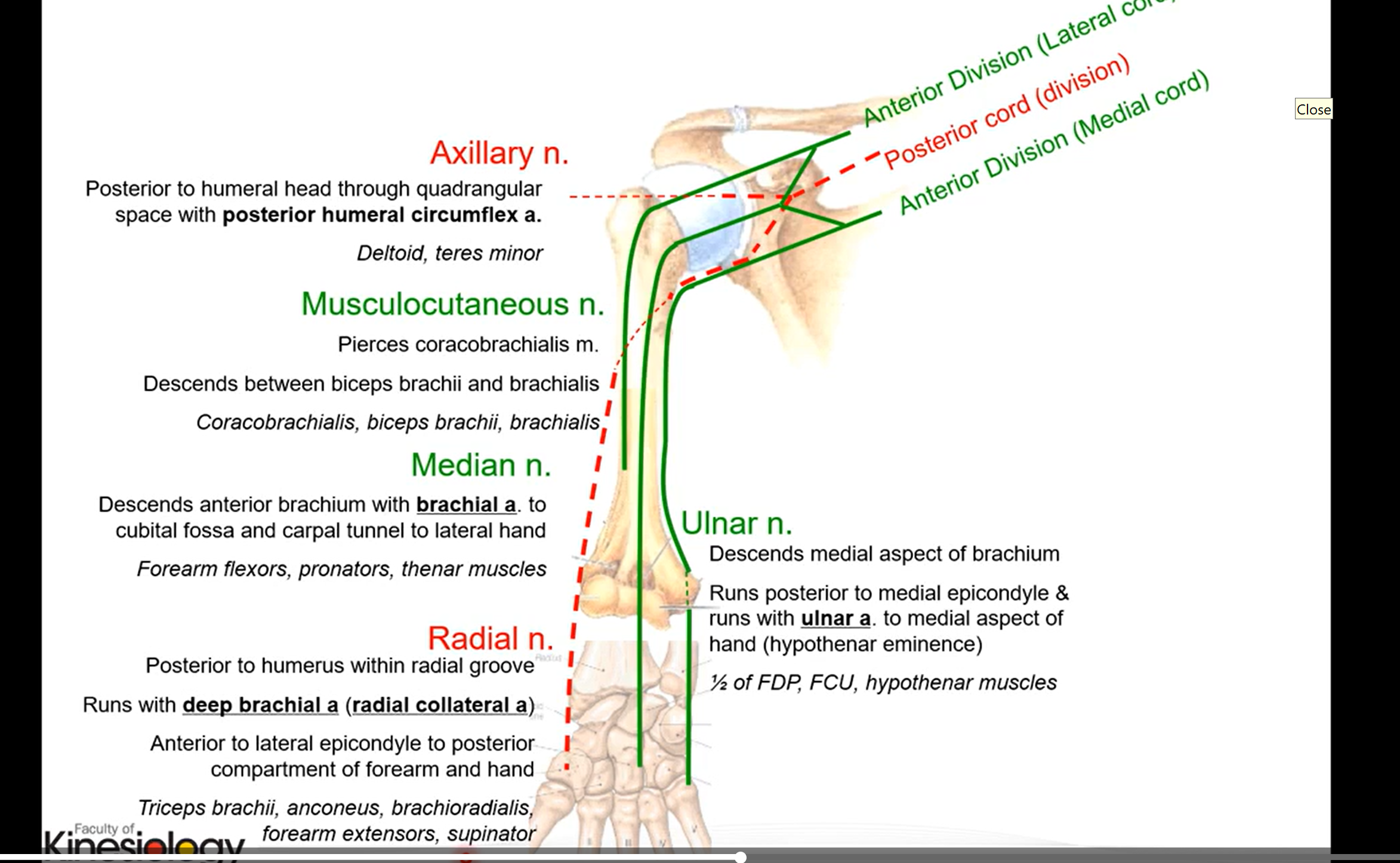 <p>Anatomy of upper extremities summarized </p>