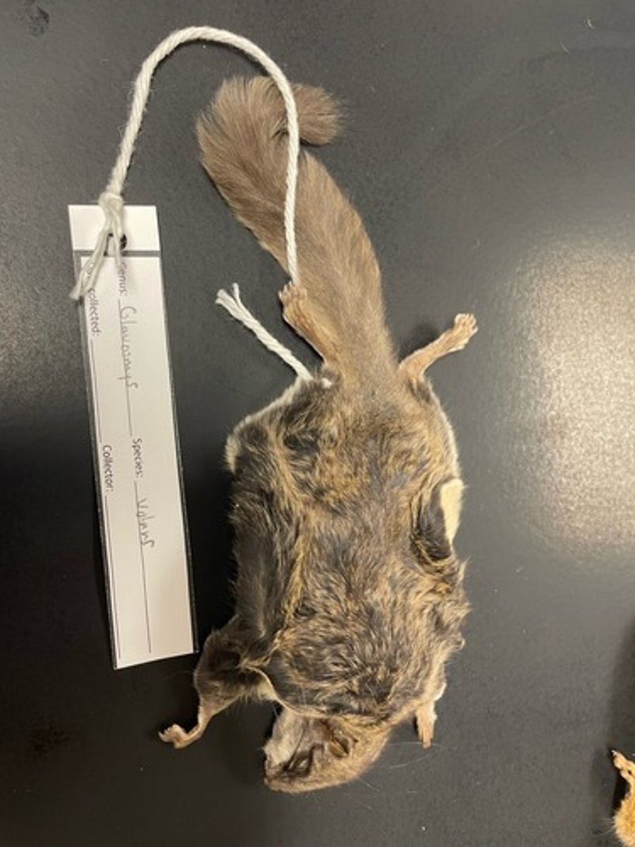 <p>Family: Sciuridae</p><p>Genus & Species: Glaucomys volans</p>