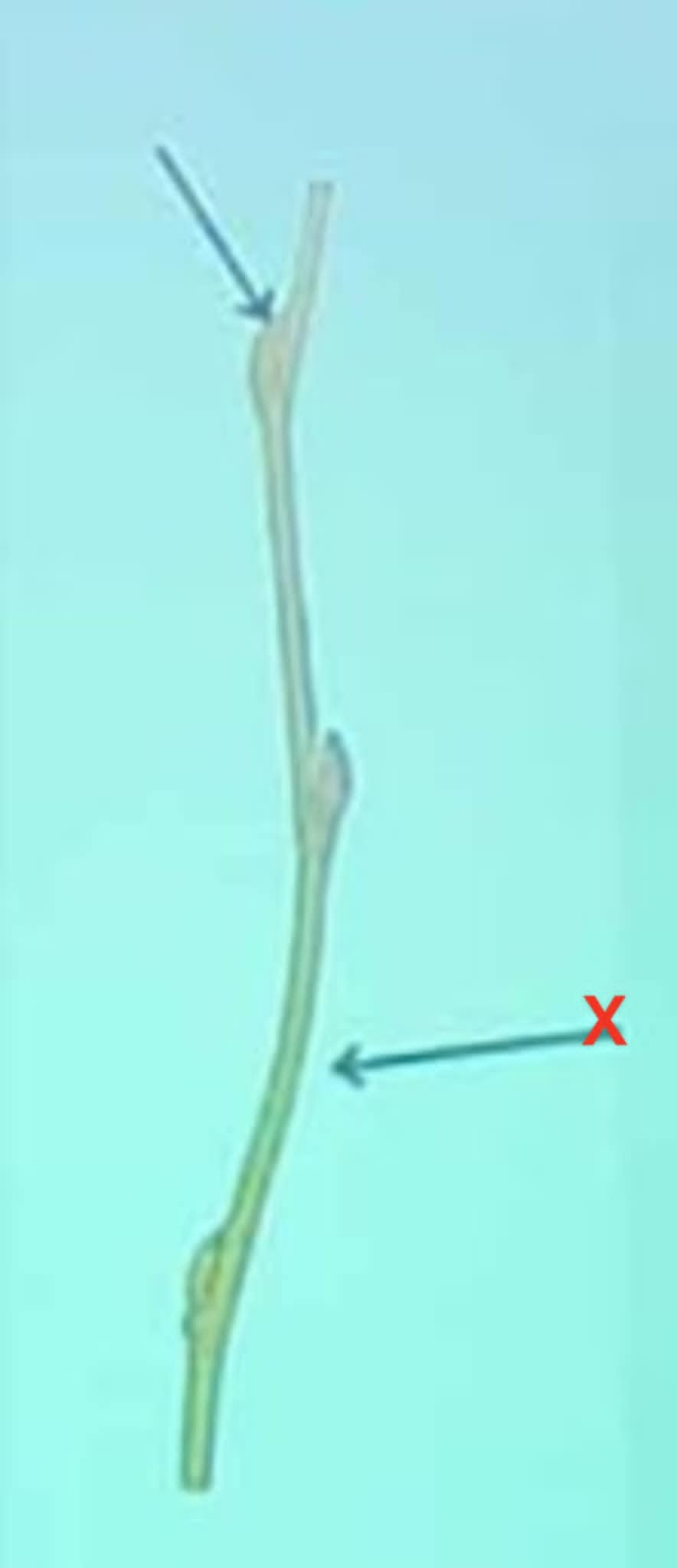 term image