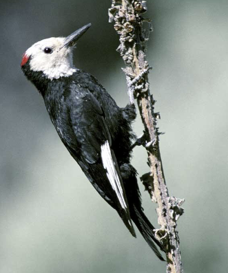 <ul><li><p>commonly seen woodpecker in MCF</p></li><li><p>works bark of lower portions of trees searching insects</p></li></ul><p></p>