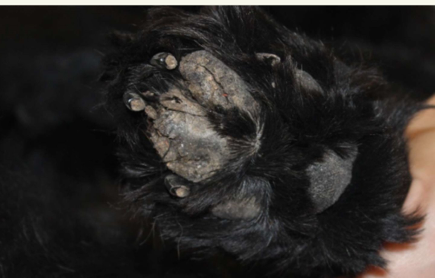 <p>¿lesión?</p><p>¿primaria o secundaria?</p>