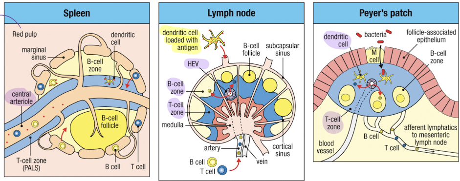 <ul><li><p>B cells and T cells enter through high endothelial venules (HEVs)</p></li><li><p>Dendritic cells and antigen enter through afferent lymphatics</p></li></ul><p></p>