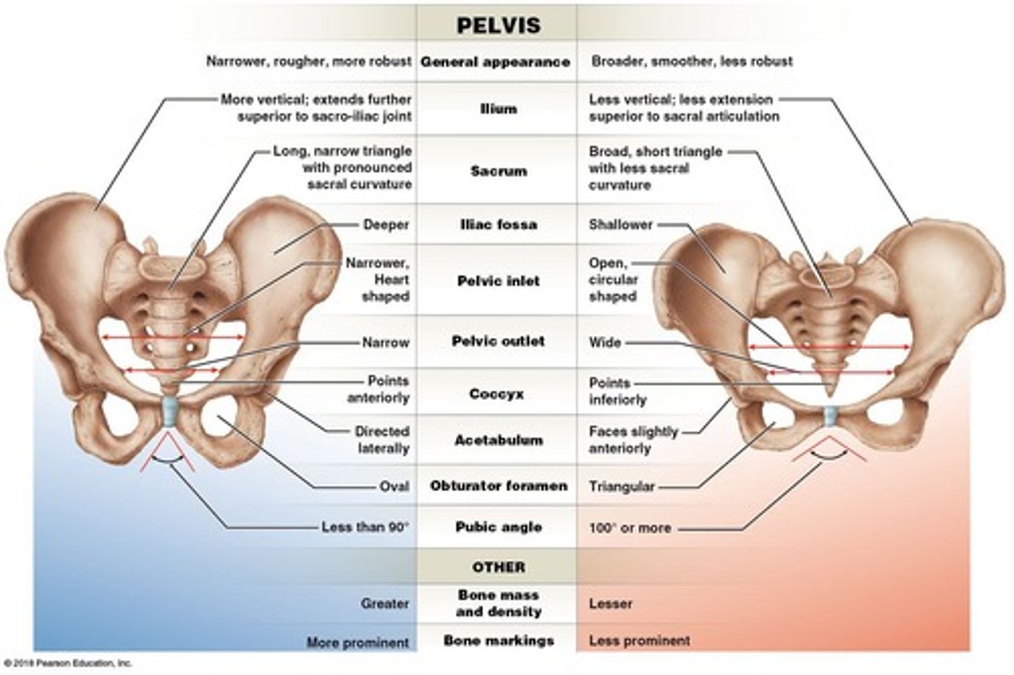 <p>Widened during pregnancy for childbirth.</p>