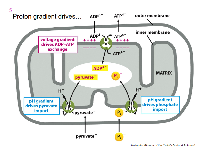 <p>- electron transport chain components are only expressed on the inner membrane</p><p>- lots of things can freely move across the outer membrane into the inter membrane space</p><p>- and then we have capacity with that gradient we form to allow ADP to be exchanged for ATP</p><p>- ADP can come into our inter membrane space as we generate that electrochemical gradient on the ETC</p><p>- so ADP can go inside the matrix and be used by the ATP synthase and then ATP can flow out into the rest of the cell</p><p>- inorganic phosphate can also move across the inner mitochondrial membranem because of that gradient we form</p>