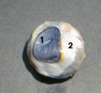 <p>2</p>