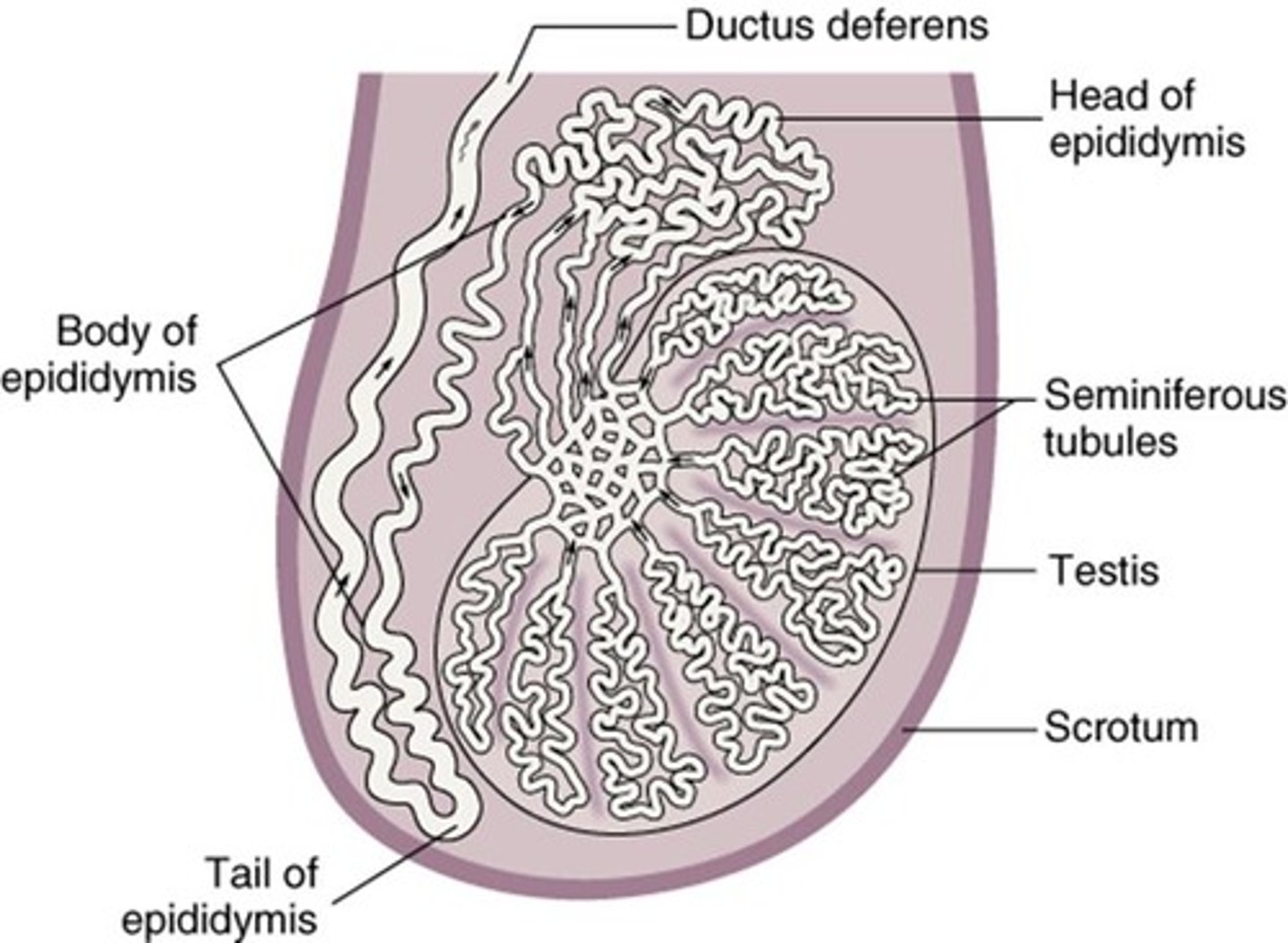 <p>Male gonads producing testosterone and estrogen.</p>