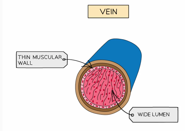 <ul><li><p>Thinner layer of muscular wall containing elastic fiber </p></li><li><p>Wide diameter of lumen </p></li><li><p>Presence of valves</p></li></ul><p></p>