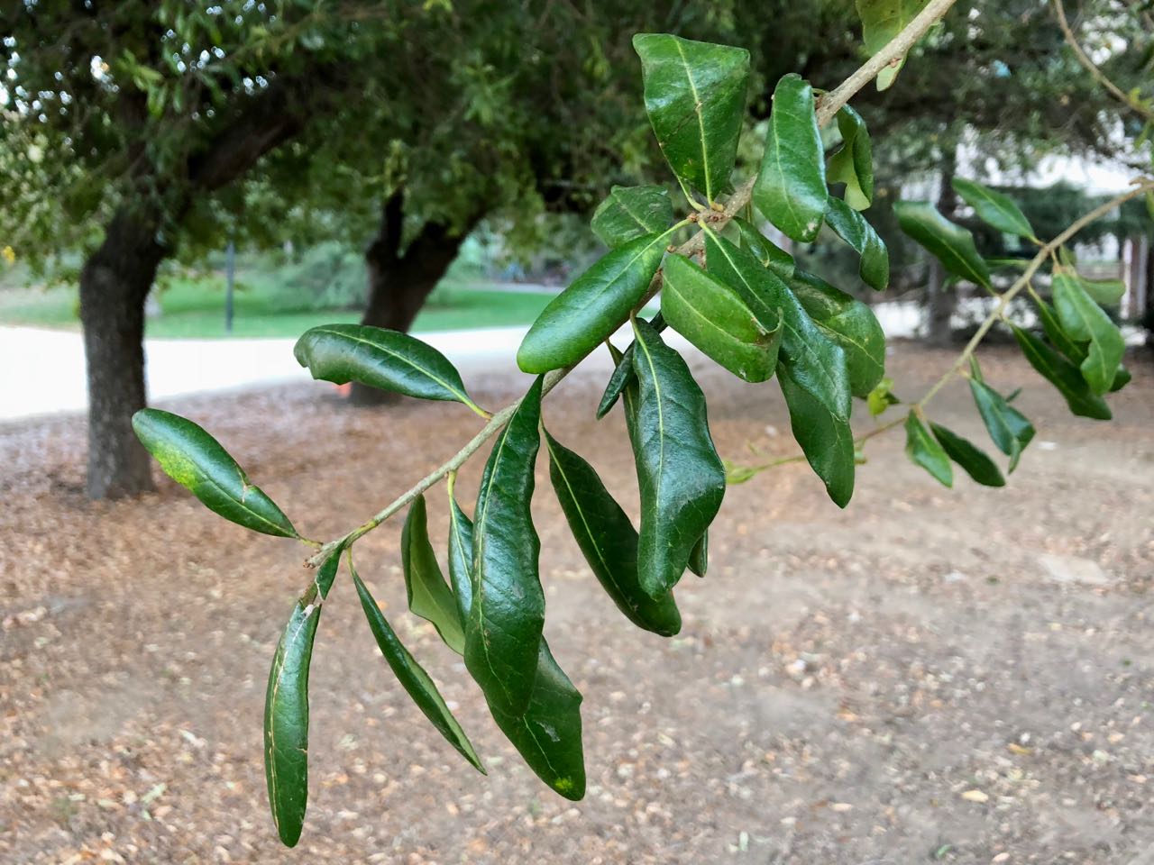 <ul><li><p>native, FACU</p></li><li><p>leaves often resolute (curling at edges)</p></li></ul>