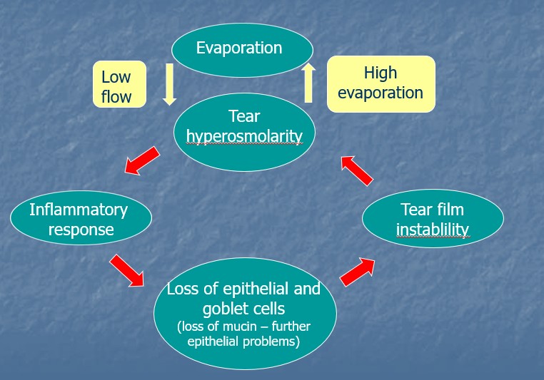 <ul><li><p><span>ADDE and EDE exist continuously and are part of a cycle</span></p></li><li><p><span>ADDE -</span><span style="color: blue"> lacrimal function issues - not enough production of tears</span></p></li><li><p><span>EDE - </span><span style="color: red">lid related (MGD, blink rate) and ocular surface (mucin production and CL wear)</span></p></li></ul><p></p>
