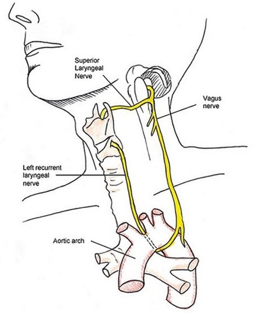 <p>Produce sound as air moves over them, allowing for speech</p>