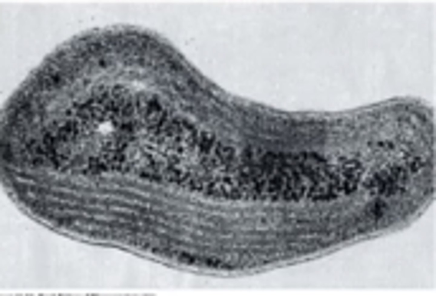 <p>paired membranes that run along the periphery of the cell</p>