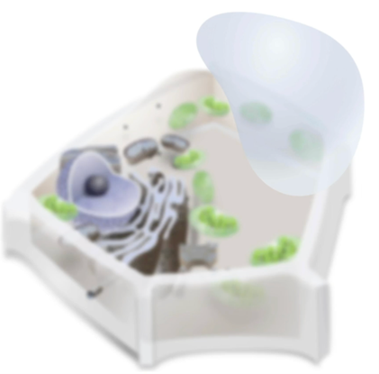 <p>membrane bound sac</p>