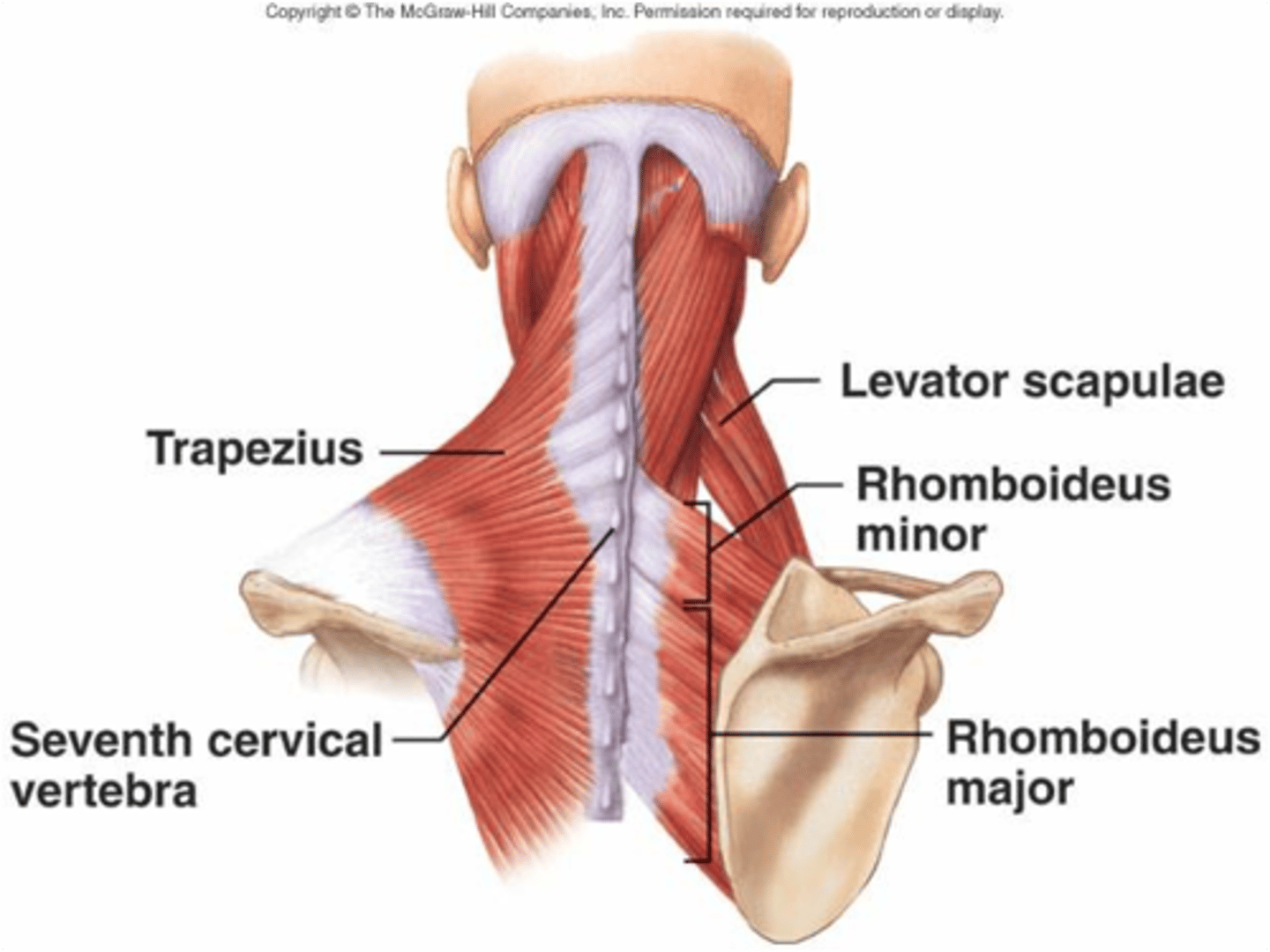 <p>Trapezius, Rhomboids</p>