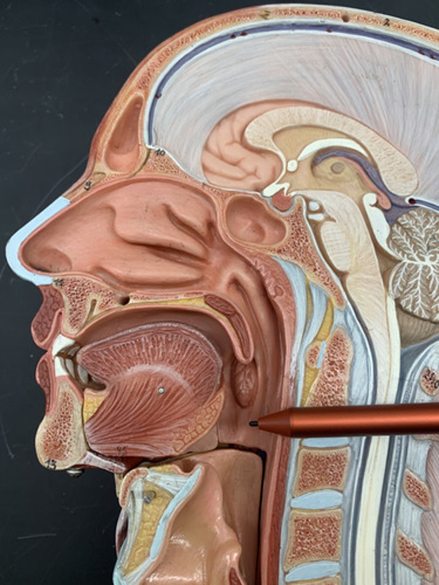 <p>central portion of the pharynx between the roof of the mouth and the upper edge of the epiglottis</p>