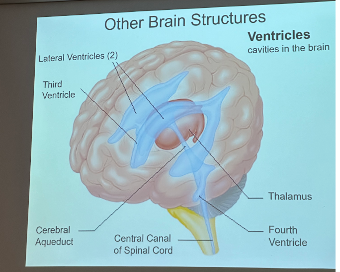 <p>cavities in brain</p><p>lateral ventricles on sides of thalamus</p><p>3rd wraps around thalamus </p><p>cerebral aqueduct leads to 4th ventricle </p><p>contain CSF </p>