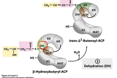 <p>BHB-ACP to DH&gt; tdelta2BE-ACP</p><p>-OH &gt; C=C</p>