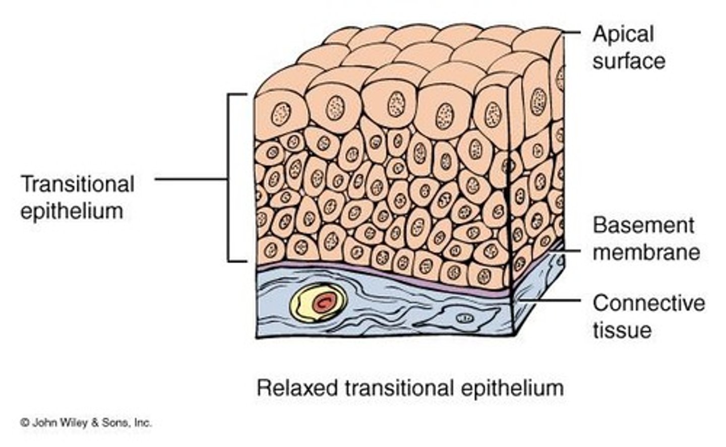 <p>Multilayered epithelium with surface cells that change shape, found in the urinary bladder.</p>