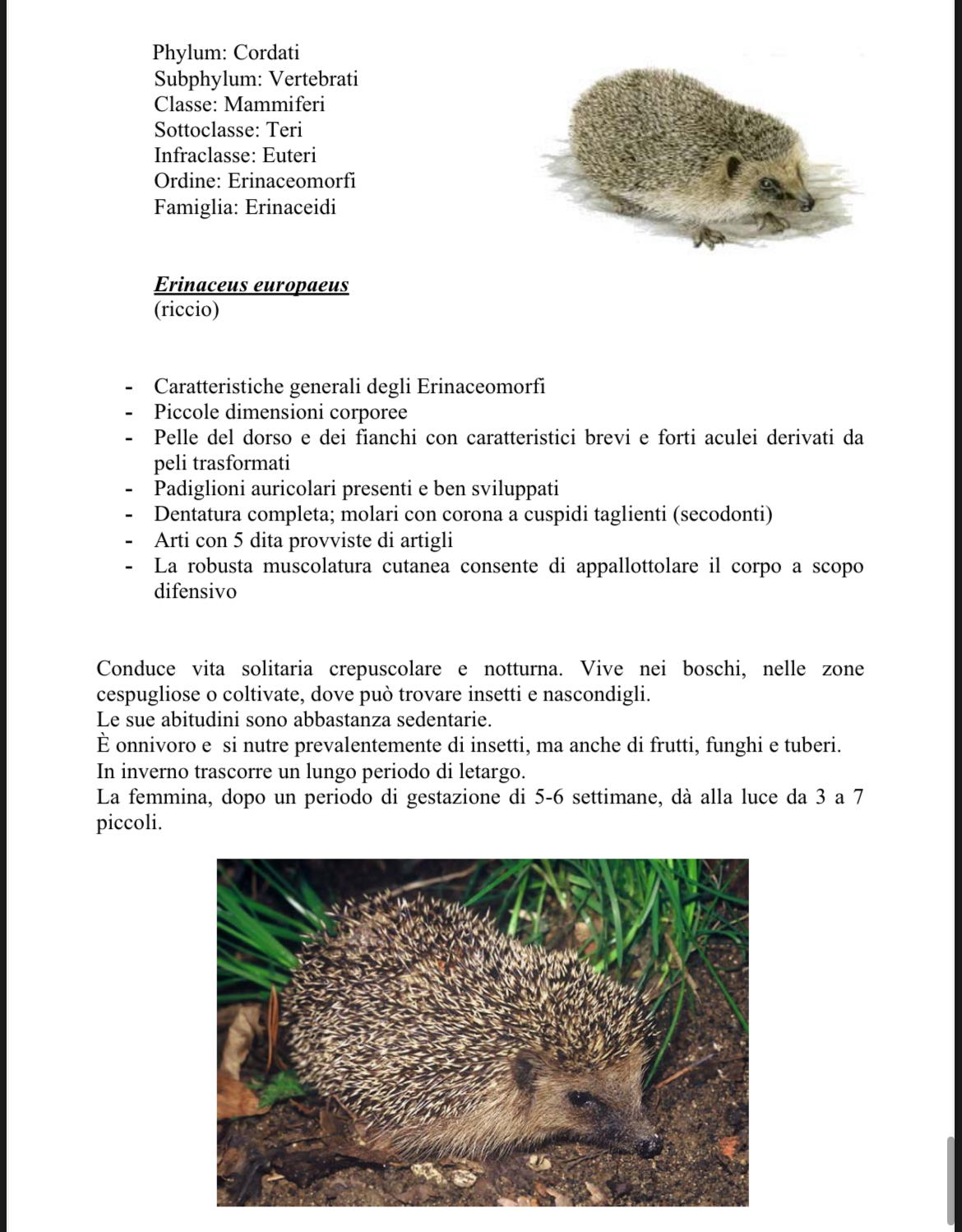 <p>Riccio</p>