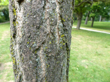 <p>ginkgo, Ginkgo biloba, Ginkgoaceae</p>