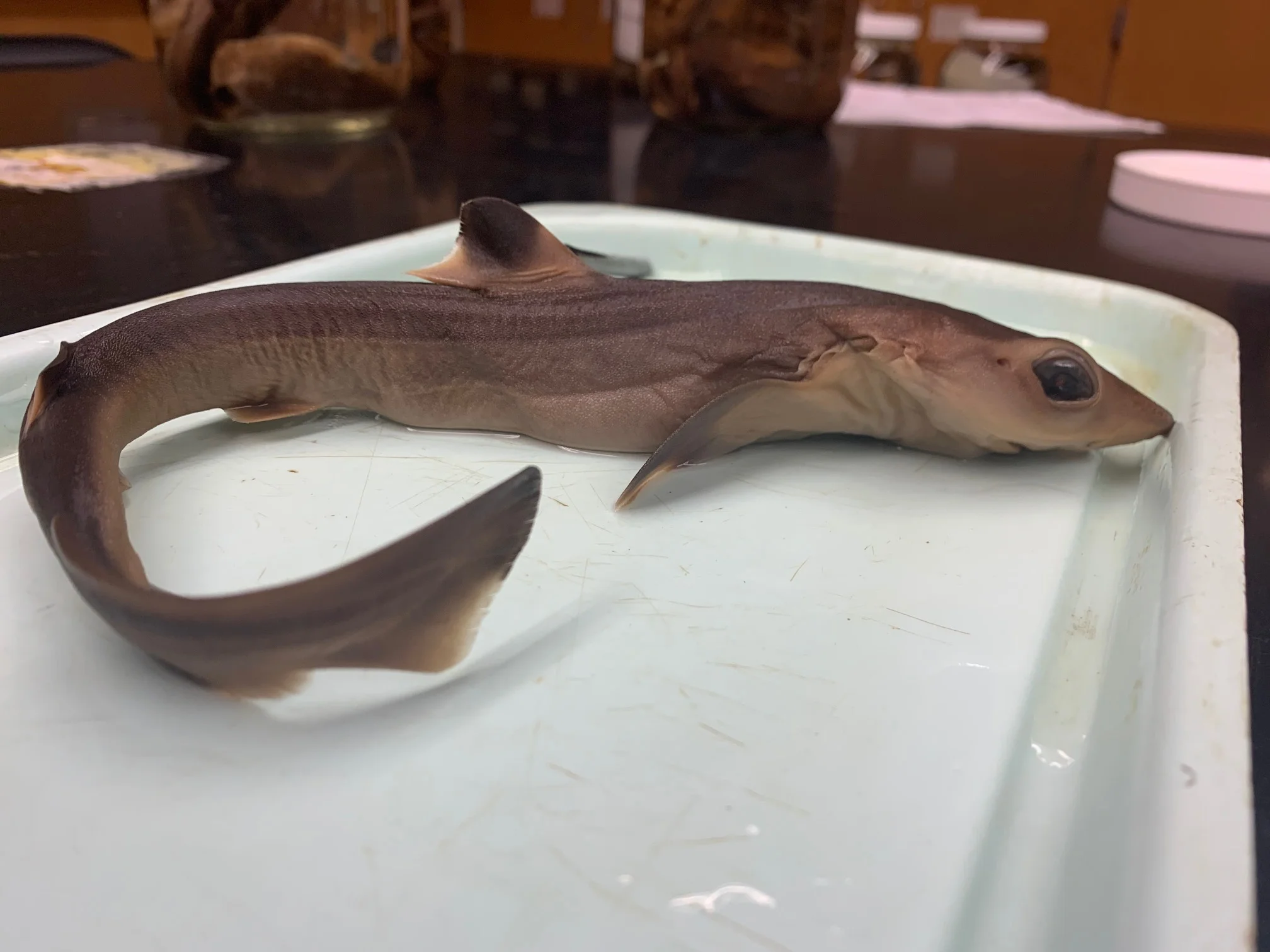 <p>What fish is this?</p>