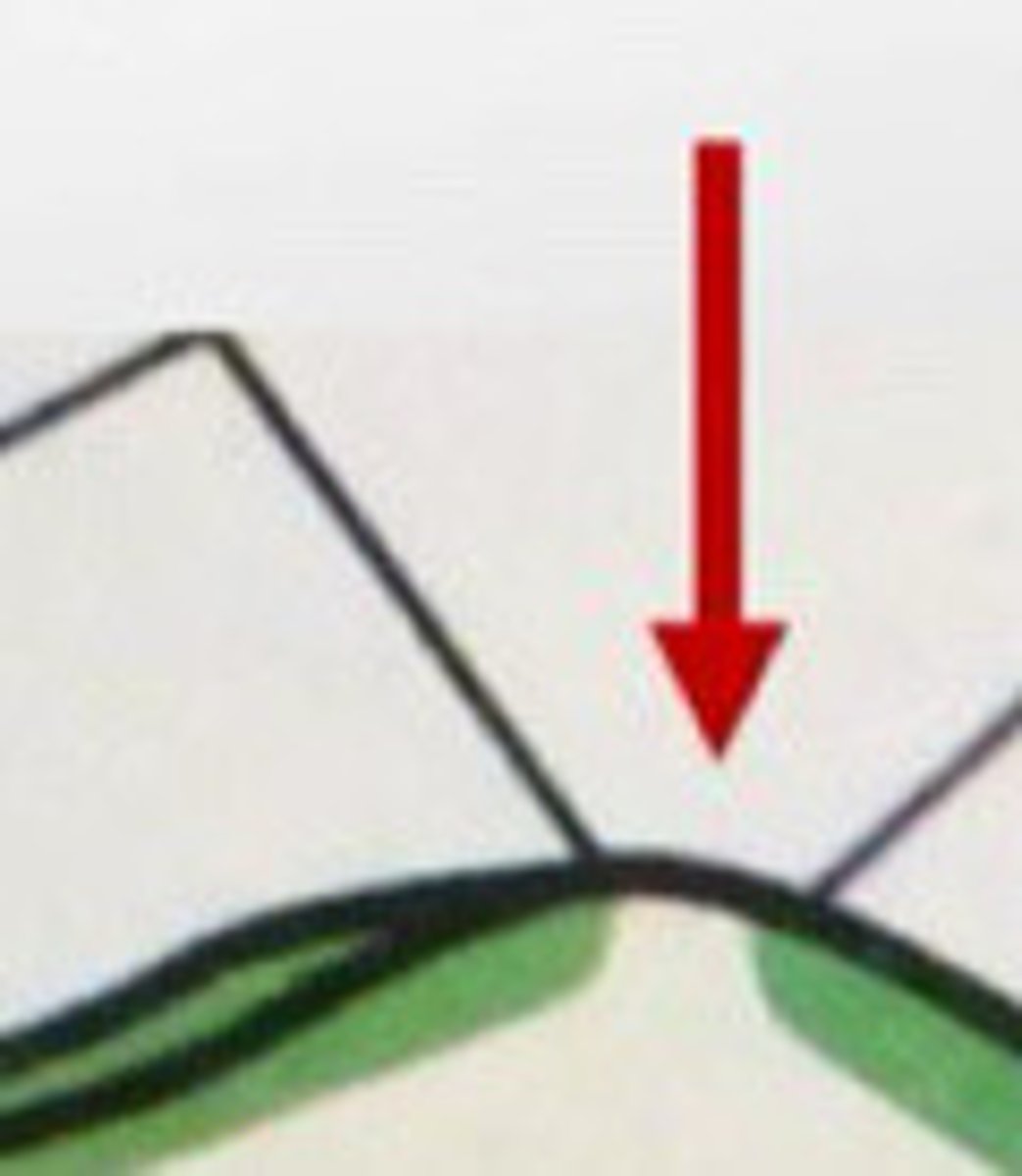 <p>Point, or peak on the chewing surface of premolar or molar tooth</p>