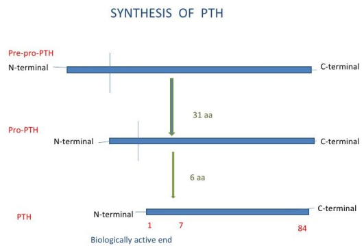 <ul><li><p>PTH is produced by <strong><mark data-color="red" style="background-color: red; color: inherit">parathyroid Chief cells</mark></strong></p></li><li><p><strong><mark data-color="blue" style="background-color: blue; color: inherit">Synthesized from the precursor molecule pre-pro-PTH (115 amino acids) </mark></strong></p></li><li><p><strong><mark data-color="blue" style="background-color: blue; color: inherit">Precursor (pre-pro-PTH ) is subsequently cleaved to pro-PTH (90 amino acids) </mark></strong></p></li><li><p><strong><mark data-color="blue" style="background-color: blue; color: inherit">PTH is a biologically active 84 amino acid peptide (the first 34aa are fully active)</mark></strong></p></li></ul><p>—</p><ul><li><p>PTH is <strong>synthesised continuously</strong> and released from PTH gland. </p></li></ul><ul><li><p>PTH is <strong>secreted by exocytosis</strong> in response to reduced plasma Ca2+ [Detected by calcium-sensing receptors (CaSR) on the surface of chief cells]</p></li><li><p>PTH is inhibited by an <strong>increased in extracellular Ca</strong> [Ca2+→activation of Calcium sensing receptor (CaSR)→ <strong>inhibition of adenylate cyclase</strong>→ decreased <strong>cAMP</strong>→ inhibition of PTH exocytosis]</p></li><li><p>PTH is inhibited by vitamin D (regulated by negative feedback)</p></li></ul><p></p>