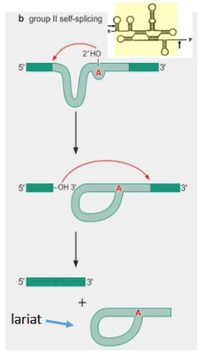 <p>introns that are able to splice themself without a spliceosome. Still has a branch point A which allows for release of a lariat after splicing.</p>