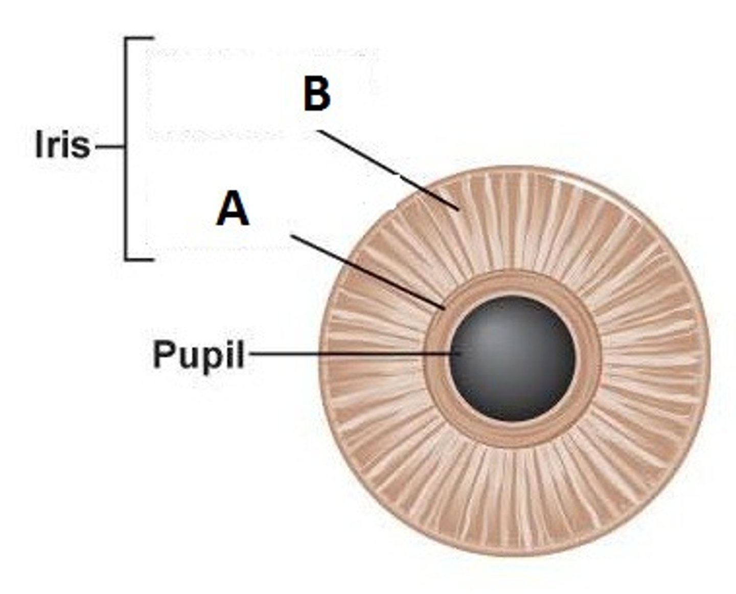 <p>Muscle contracting to dilate the pupil in low light</p>