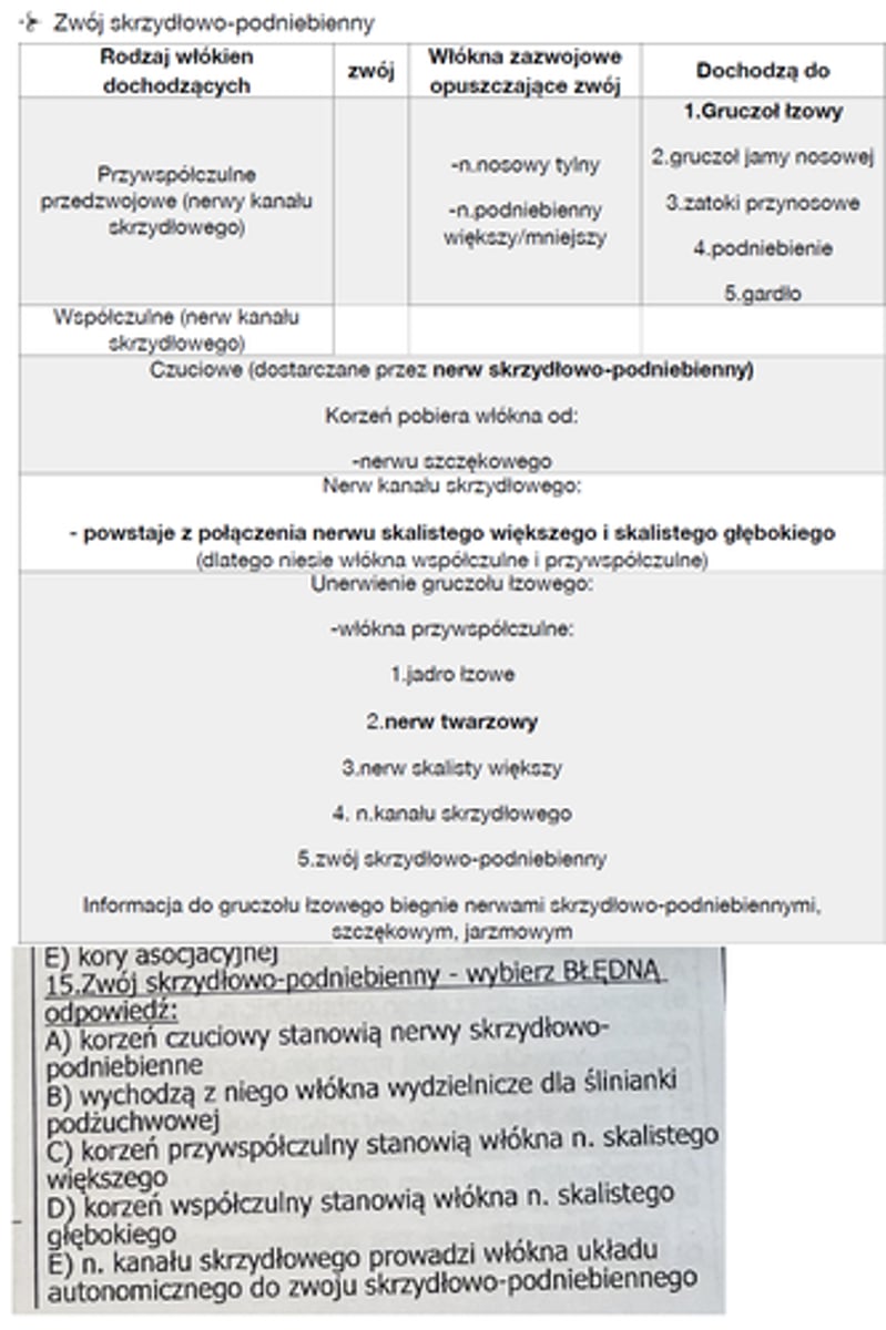 <p>15</p><p>📍 Lokalizacja</p><p>Znajduje się w dole skrzydłowo-podniebiennym, między trzonem szczęki a wyrostkiem skrzydłowatym kości klinowej.Leży tuż poniżej nerwu szczękowego (V2), z którym jest anatomicznie i funkcjonalnie związany.</p><p>🔌 Korzenie zwoju (co do niego wchodzi):</p><p>1. Korzeń przywspółczulny</p><p>– Nerw skalisty większy (nervus petrosus major, gałąź nerwu twarzowego – CN VII)</p><p>– Zawiera włókna przywspółczulne przedzwojowe</p><p>– Synapsa: tak, w zwoju</p><p>– Funkcja: unerwienie gruczołów łzowych, nosowych, podniebiennych</p><p>2. Korzeń współczulny</p><p>– Nerw skalisty głęboki (nervus petrosus profundus, z splotu szyjno-tętniczego wewnętrznego)</p><p>– Włókna współczulne pozazwojowe (zwoju szyjnego górnego pnia współczulnego)</p><p>– Synapsa: nie, już przebyta w zwoju szyjnym górnym– Funkcja: modulacja przepływu krwi, wpływ na gruczoły</p><p>🔁 Oba nerwy (skalisty większy i głęboki) tworzą razem nerw kanału skrzydłowego (nervus canalis pterygoidei, n. Vidii), który doprowadza włókna do zwoju.</p><p>3. Korzeń czuciowy</p><p>– Gałęzie nerwu szczękowego (V2), głównie n. jarzmowy</p><p>– Przechodzą bez synapsy</p><p>– zwój jedynie jako przekaźnik czucia</p><p>🔄 Nerwy wychodzące z zwoju (i rodzaje włókien):</p><p>Zazwyczaj mieszane: czuciowe, przywspółczulne zazwojowe, współczulne pozazwojowe.</p><p>1. Nerwy nosowe tylne górne (nn. nasales posteriores superiores)</p><p>– Do jamy nosowej– Unerwienie błony śluzowej małżowin i przegrody</p><p>2. Nerwy podniebienne większy i mniejsze</p><p>– Przez kanały podniebienne– Unerwienie czuciowe i autonomiczne (gruczoły, ALE NIE ŚLINIANKA PODŻUCHWOWA) podniebienia twardego i miękkiego</p><p>3. Nerw gardłowy</p><p>– Do błony śluzowej części nosowej gardła</p><p>4. Nerwy oczodołowe</p><p>– Do okostnej oczodołu i zatoki klinowej</p><p>5. Gałąź do nerwu jarzmowego i dalej do łzowego</p><p>– Włókna przywspółczulne zazwojowe </p><p>→ przez n. jarzmowy (od V2) i n. łzowy (od V1)</p><p>– Ostatecznie dochodzą do gruczołu łzowego</p>