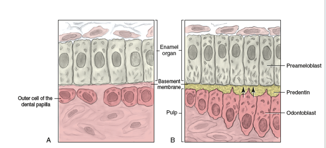 <ul><li><p>nuclei moves from the center of the cell to a position in the cell that is farthest from the basement membrane </p></li></ul><p></p>
